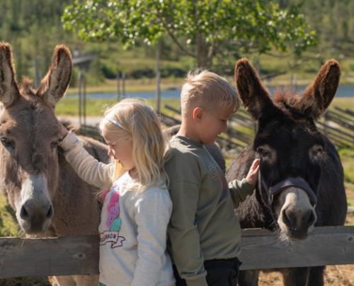 Summer holiday at Norefjell Norway